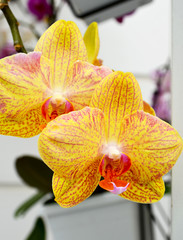 Yellow orchid flowers in a flower pot close up. Selective focus.