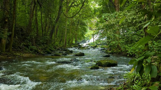 Video 1920x1080 - Forest, a small river near Chiang Rai, Thailand