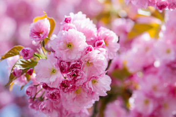 Fototapeta na wymiar Pink flowers in blossom