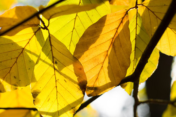 beech leaves
