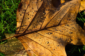 autumn leaves