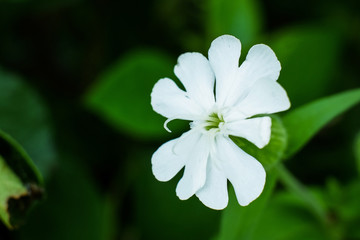 Close up of wild white flower