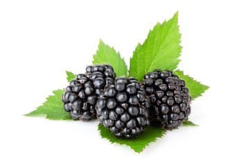 Three ripe blackberries with leaves