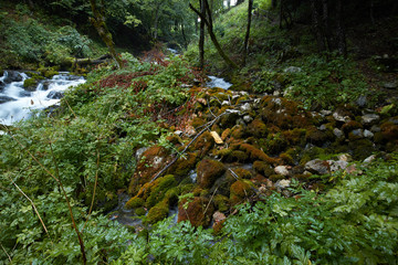fast flowing rivers in the forests of Montenegro
