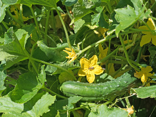 Gurke, Cucumis sativus, Salatgurke, Cucumber 
