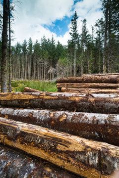 close-up of chopped wood logs at the edge of the forest