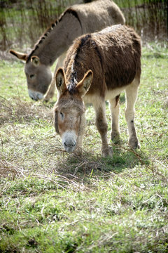 Hausesel / Eine Herde von Hausesel grast auf einer Wiese.
