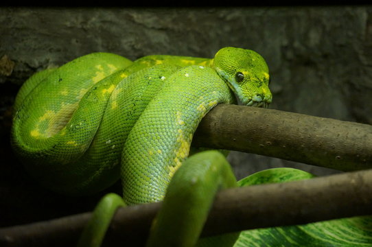 Зеленый змей 