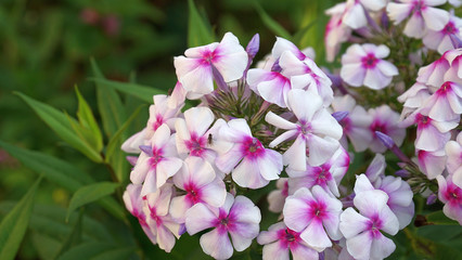 phlox