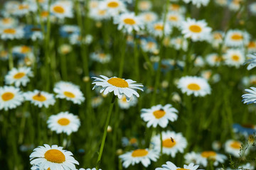 Fototapeta premium daisies in a meadow