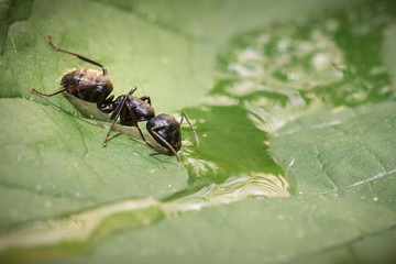 Macro Ant Drinking
