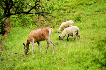 Obraz na płótnie Canvas Deer graze next to sheep