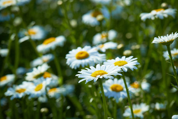 daisies in a meadow