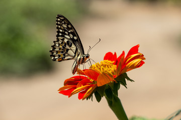 butterfly and flower