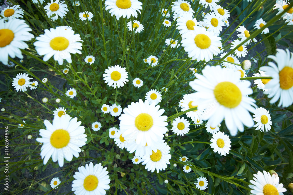 Wall mural daisies grow