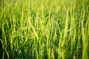 The green rice field or paddy field in Thailand.