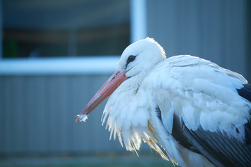 Stork close-up