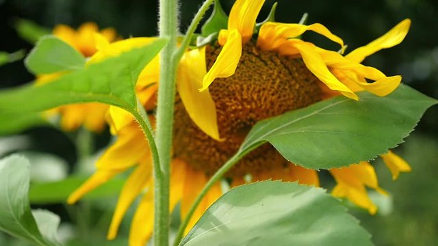 flower of sunflower close up