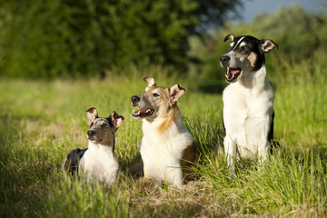 Fototapeta premium Drei Kurzhaar Collies liegen im Gras im Sommer