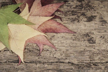 autumn template with colorful leaves