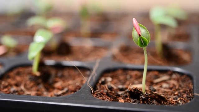 Japanese Melon Plantation In The Nursery Tray Growing Up Time Lapse