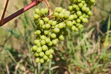 Growing grapes in the vineyard. Growing wine for sale. Young grapes on the vine.
