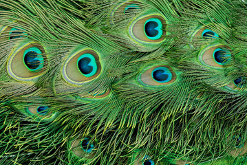 Colorful peacock feathers