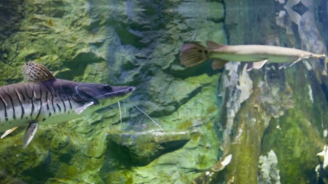 Video 1080p - Tiger shovelnose catfish in the pond