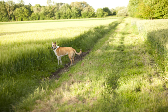 Kurzhaar Collie steht in der Natur auf einem Weg