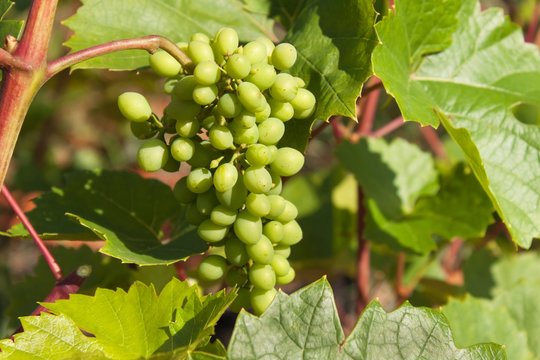 Growing grapes in the vineyard. Growing wine for sale. Young grapes on the vine.
