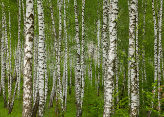 Birch grove in the spring