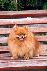 Spitz dog on a bench close up