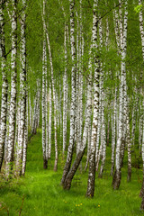 Birch grove in the spring