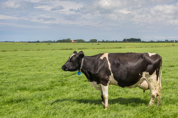 Black and white cow in a dutch landscape