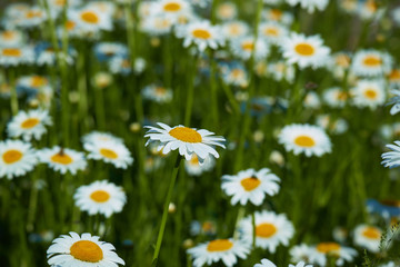 daisies in a meadow