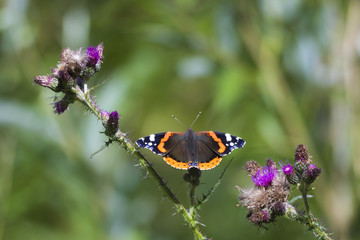 Red Admiral butterfly, Vanessa atalanta, resting