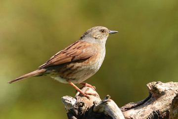 Vögel 6