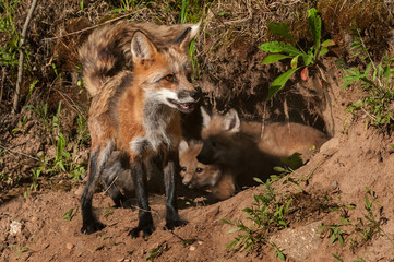 Red Fox Vixen (Vulpes vulpes) In Front of Den Full of Kits