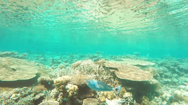 Unicorn Fish in Coral Reef , Kuredu Maldives