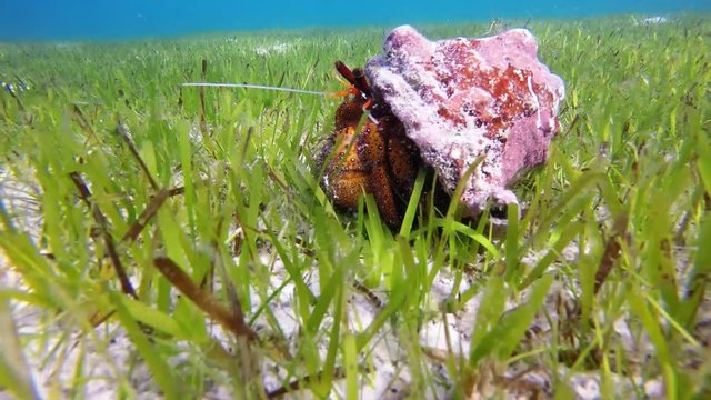 Hermit Crab (Pagurus sp.) in its shell, maldives