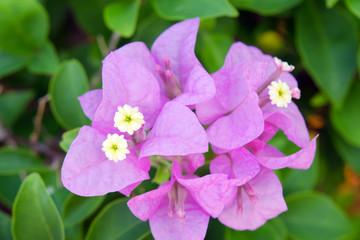 Bougainvilea hybrida flowers in Thailand