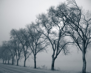 trees covered with snow