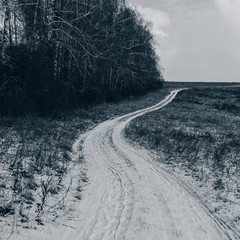 forest and dirt road