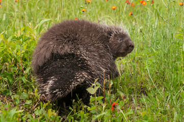 Porcupine (Erethizon dorsatum) Looks Back
