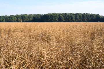 Fototapeta premium Rapsfeld einen Tag vor der Ernte