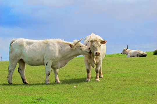 Cows graze on a green meadow. One cow licks another.