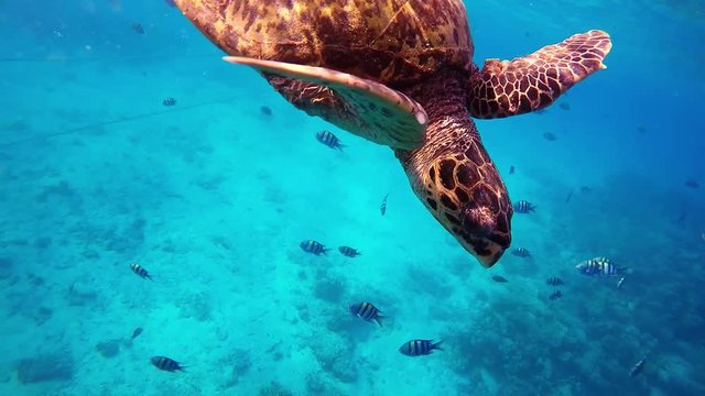 green sea turtle Kuredu Maldives