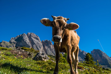 Italian calf