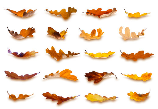 Collection of falling autumn oak leaves, isolated on white background.