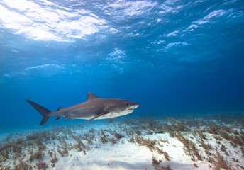 Fototapeta premium Tiger shark 